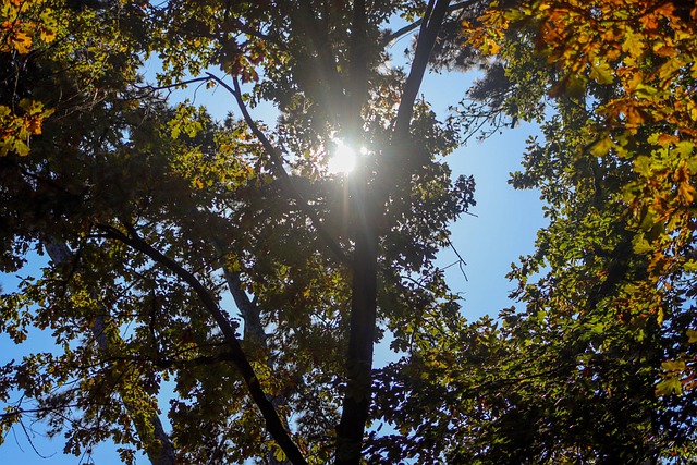 Free Nature Tree photo and picture