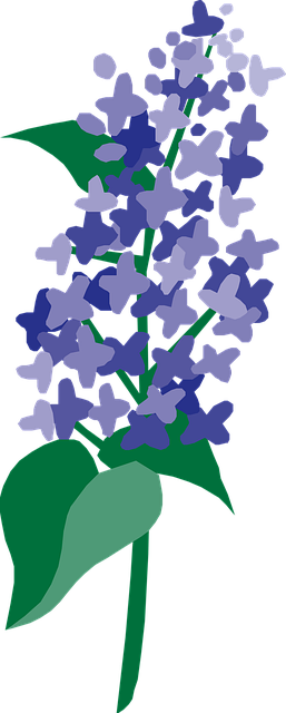 Blomst, Plante, Lilla, Kronblade
