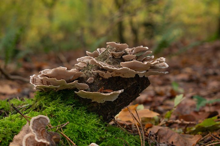 Mais de 10 imagens grátis de Cogumelo De Cauda De Peru e Fungos - Pixabay