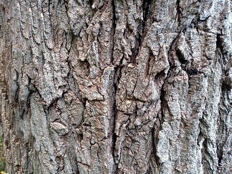 Træ Bark Tekstur, Baggrund, Træ, Skov