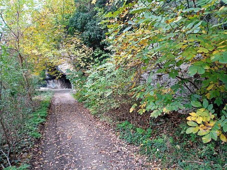 Skov, Vej, Natur, Sti, Landskab, Efterår