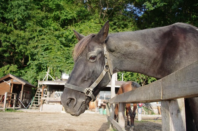 Free Horse Animal photo and picture