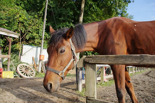 Free Horse Animal photo and picture