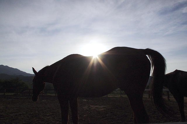 Free Horse Animal photo and picture