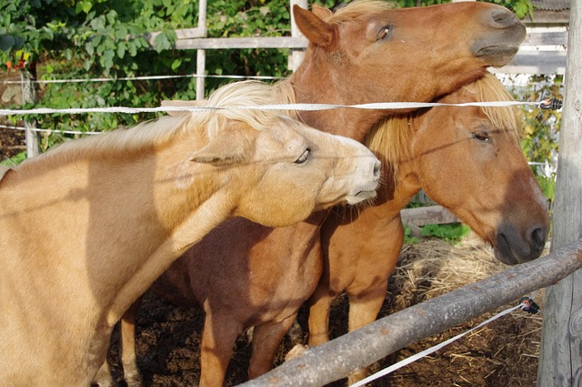 Free Horse Animal photo and picture