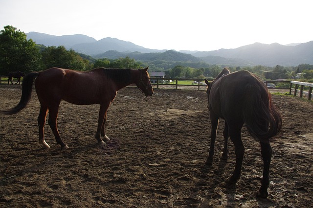 Free Horse Animal photo and picture