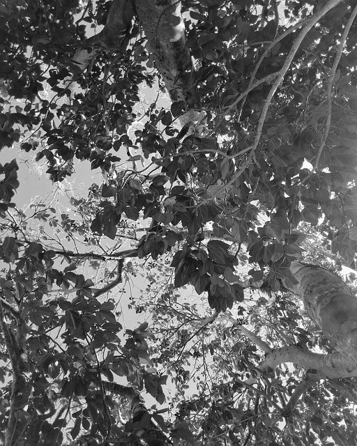 Free Leaves Nature photo and picture