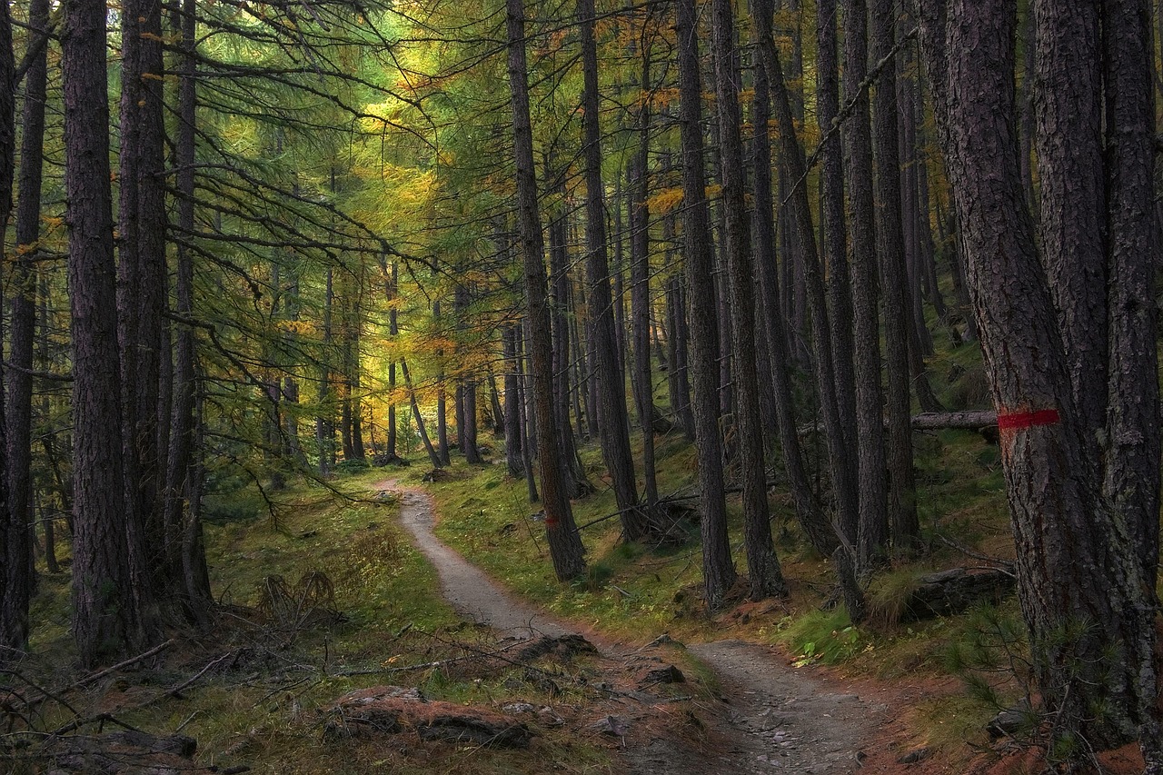Narrow dirt trail winding through a dense green forest with tall trees on both sides.
