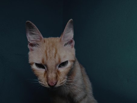 Free Cat Dark photo and picture