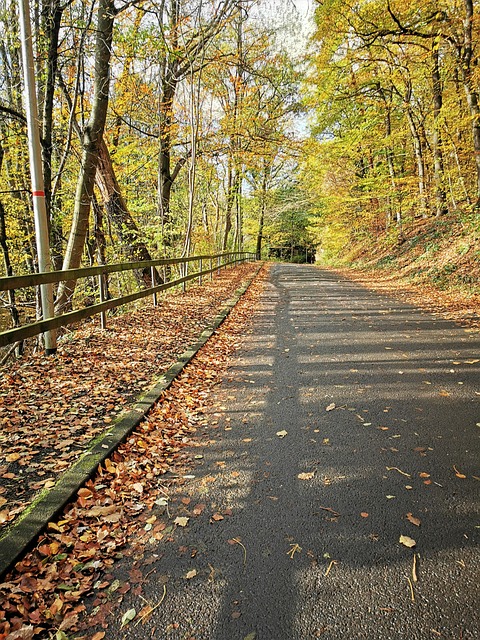 Free Autumn Forest photo and picture