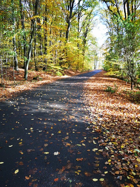 Free Autumn Forest photo and picture
