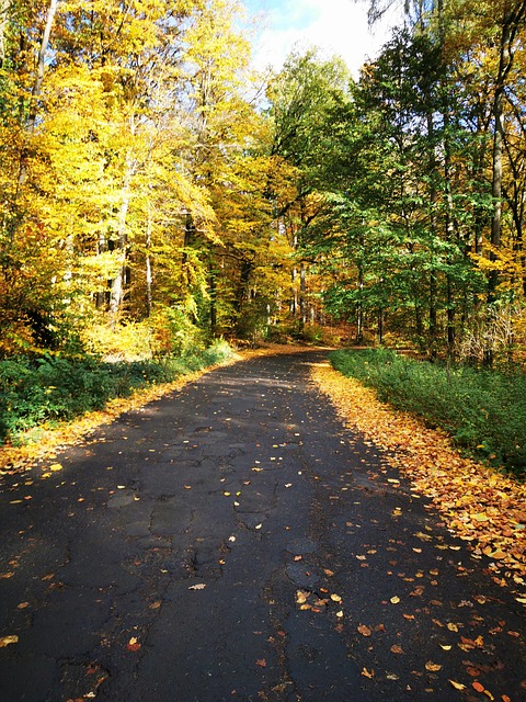 Free Germany Forest photo and picture