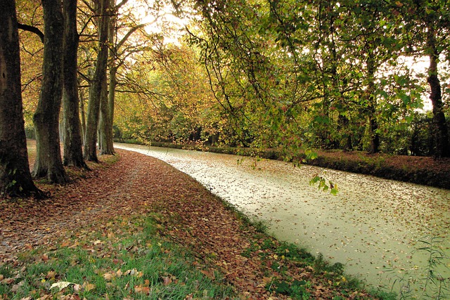 Falde, Kanal, Ark, Natur, Vandet, Træer