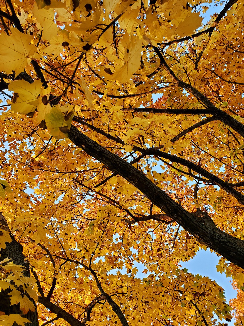 落下 秋天 叶子 - Pixabay上的免费照片 - Pixabay