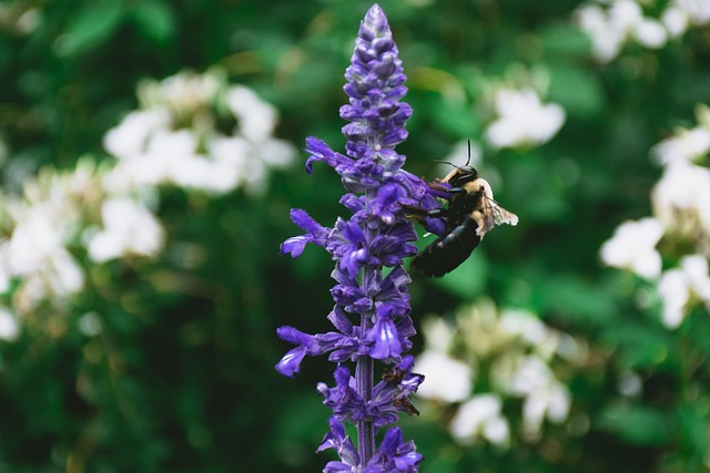 Albină, Lavandă, Plantelor, Violet