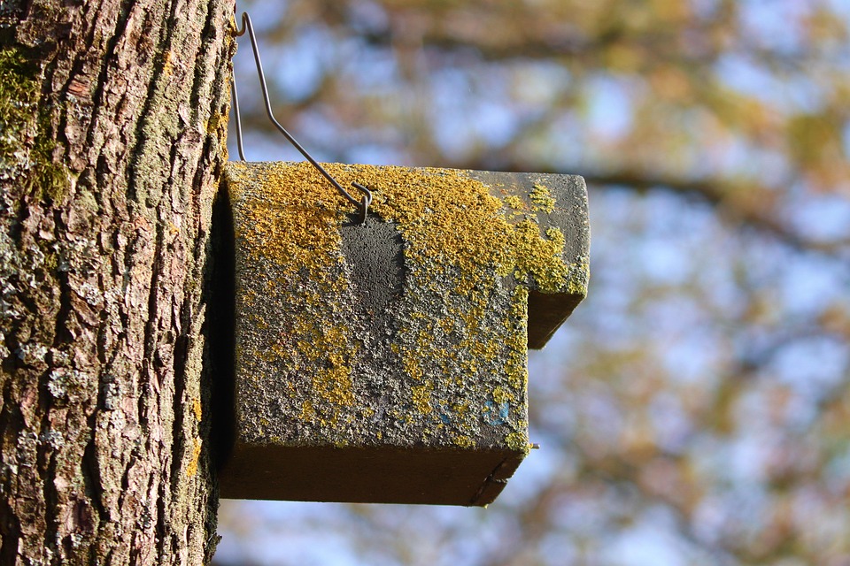 Bird House Nesting Box Natural - Free photo on Pixabay - Pixabay