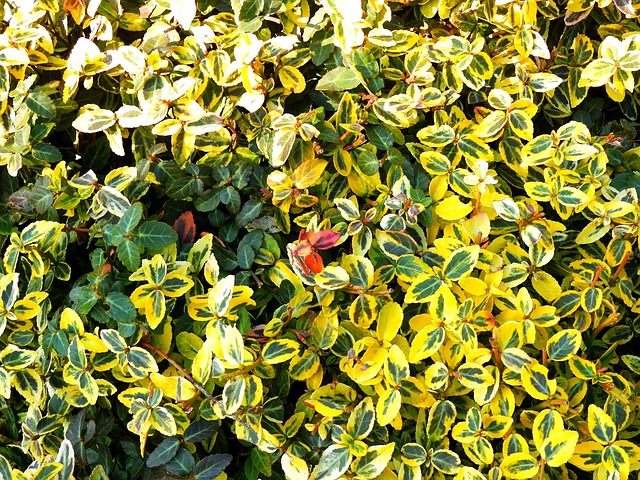 灌木 植物 秋天 - Pixabay上的免费照片 - Pixabay