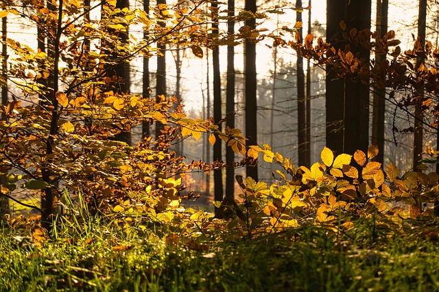 Free Forest Trees photo and picture