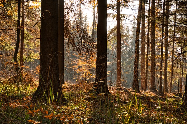 Free Forest Trees photo and picture