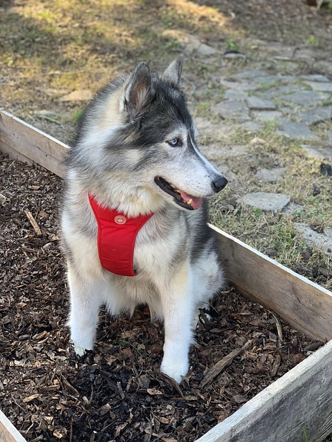 Finnish Husky Bed Canopy