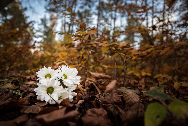 Tusindfryd, Blomster, Blade, Løv