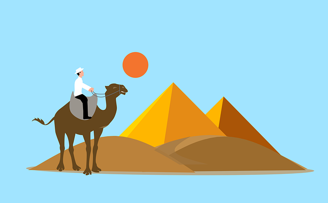 Free man camel pyramids vector