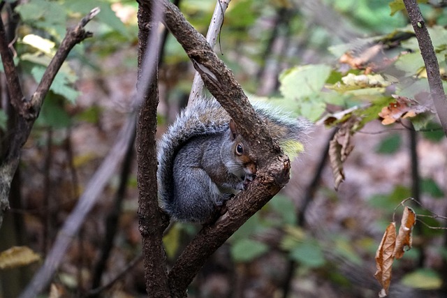 Free Squirrel Forest photo and picture