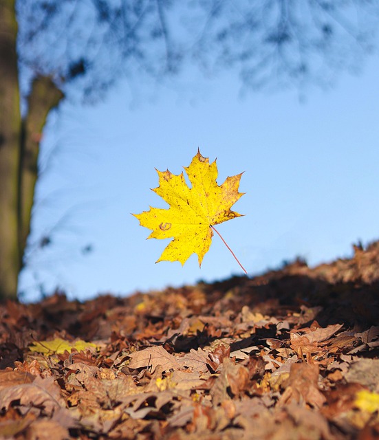 Blatt, Herbst, Blätter, Natur, Baum