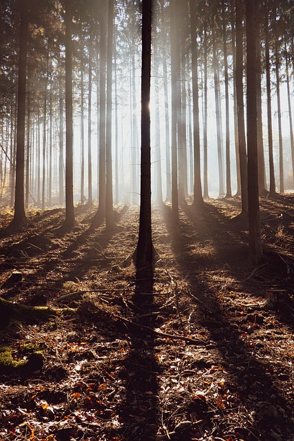 Free Trees Sunlight photo and picture