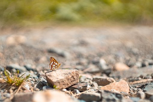 Borboleta, Inseto, Pedras, Fritillary
