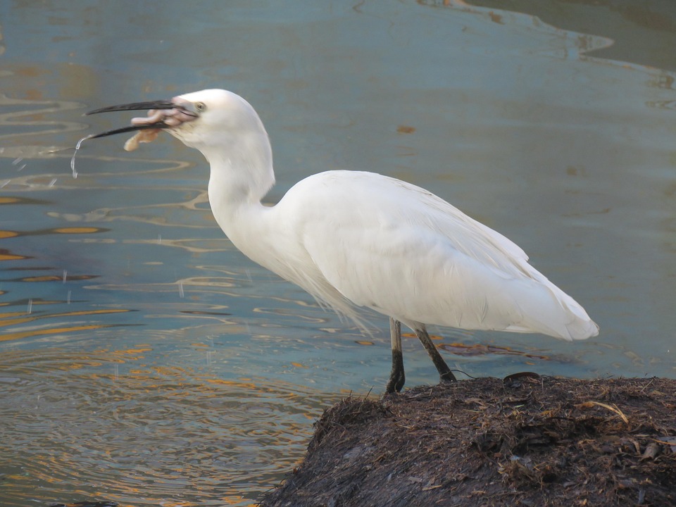 Big rib beanie - Egret
