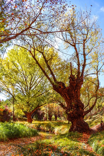 Free Autumn Forest photo and picture