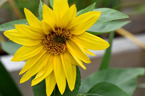 Free Flower Petal photo and picture