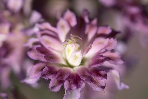 Free Flowers Petals photo and picture