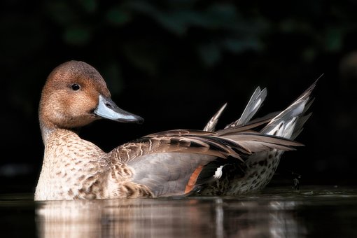 Free Duck Mallard photo and picture
