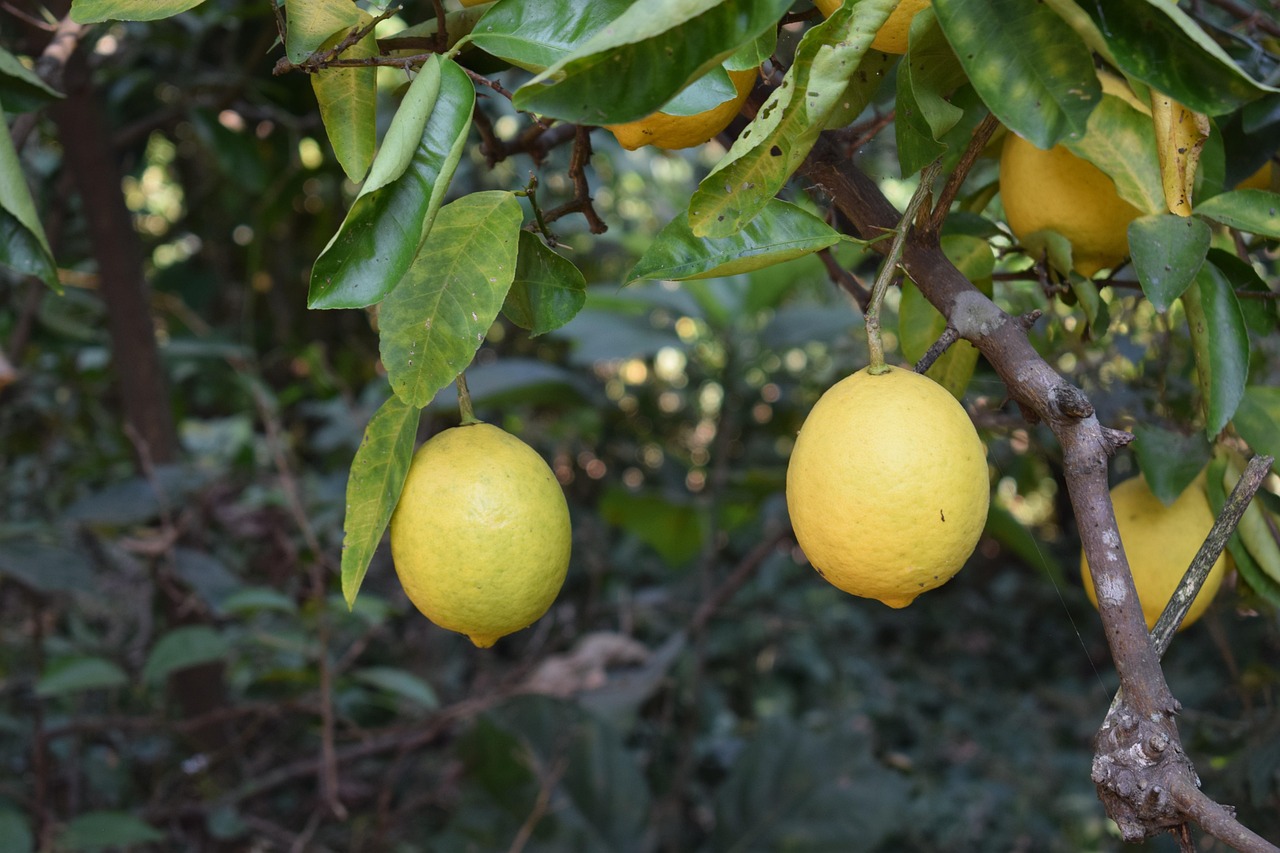 Citrus Fruits Yellow Ripe Free photo on Pixabay Pixabay