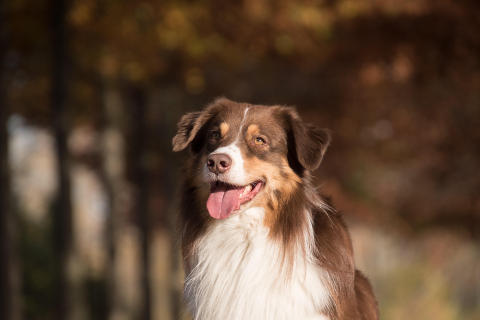 犬 ペット オーストラリアンシェパード Pixabayの無料写真