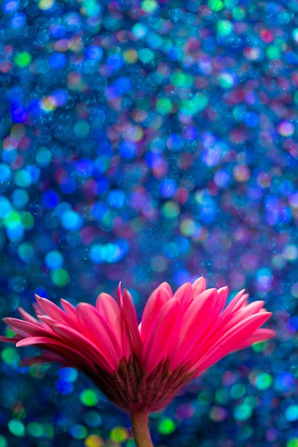 Blomst, Bokeh, Natur, Plante, Flora