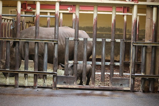 Free Nature Rhino photo and picture