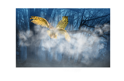 Free Owl Forest illustration and picture