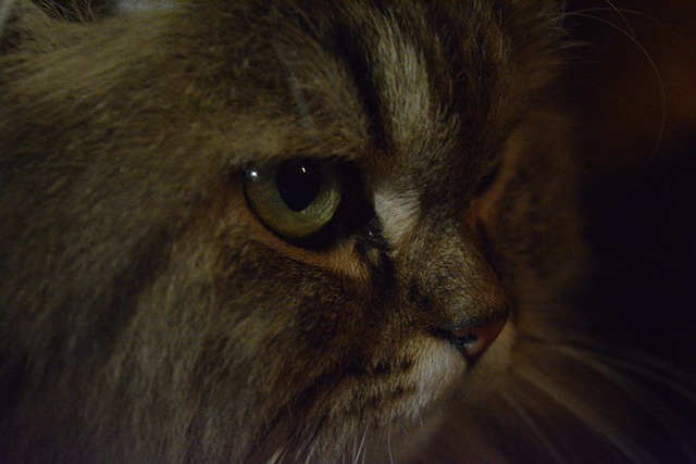 Free Animal Cat photo and picture