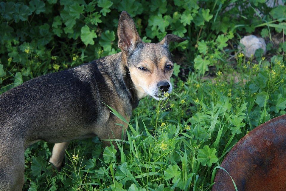 Image showcasing Dog Weeds Grass - Free photo on Pixabay - Pixabay