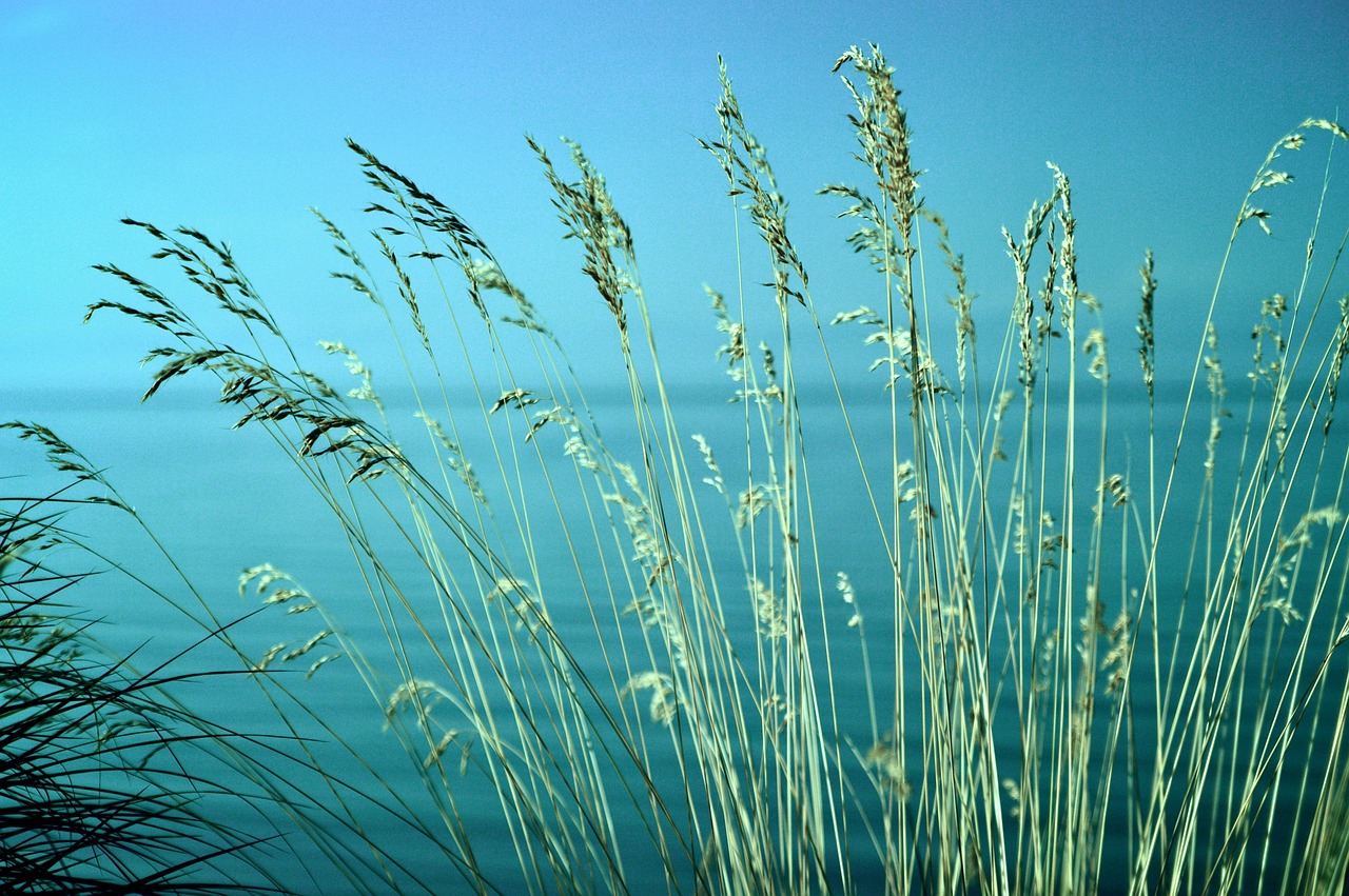 Rumput Pantai Garis Musim - Foto gratis di Pixabay - Pixabay