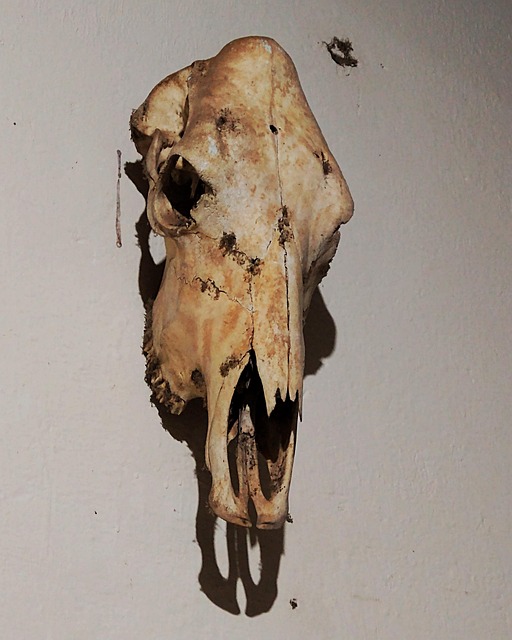 Knochen, Craneo, Schädel, Halloween