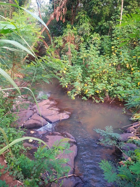 Stream, Die Stadt Ribeirão, Wald, Green