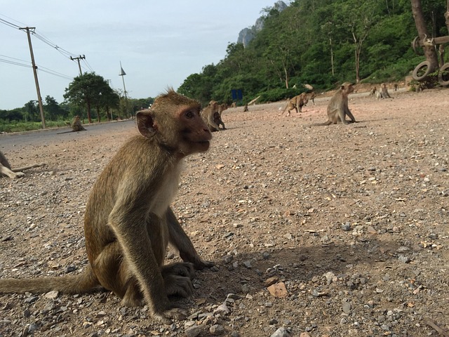 Money, Baby, ลิง