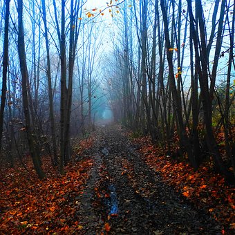 Free Autumn Road photo and picture