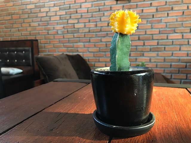 Cactus, Yellow, Pot