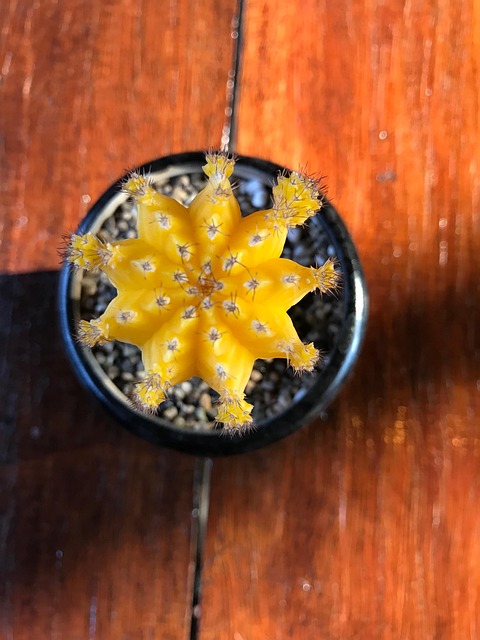 Cactus, Yellow, Pot