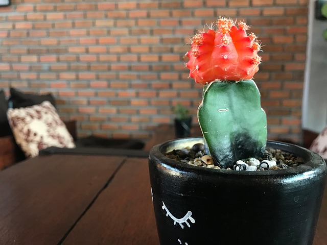 Cactus, Red, Pot
